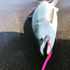 サクラマスの釣果