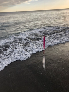 サクラマスの釣果