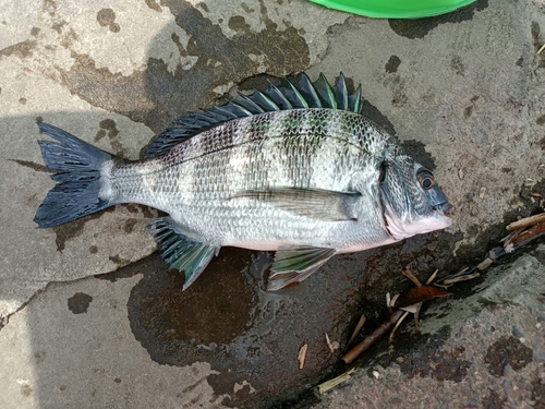 クロダイの釣果