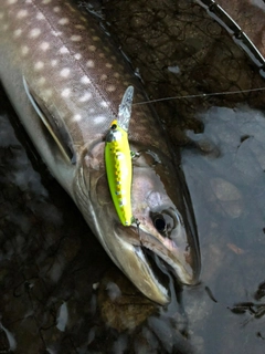 アメマスの釣果