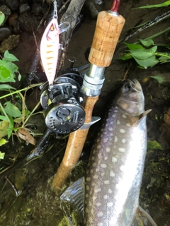 アメマスの釣果