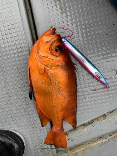 チカメキントキの釣果