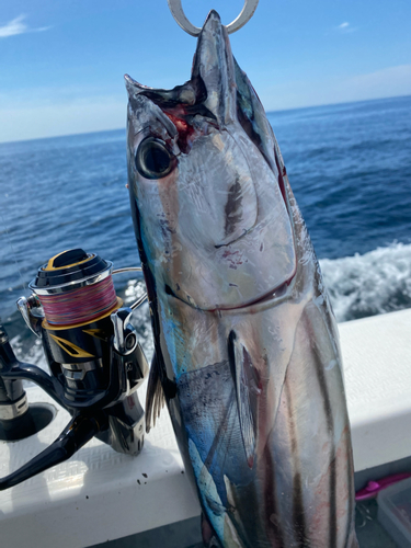 カツオの釣果