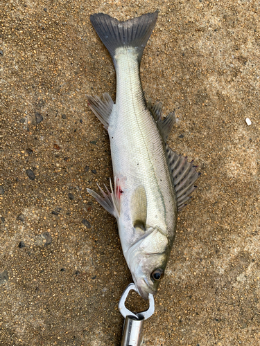 セイゴ（マルスズキ）の釣果