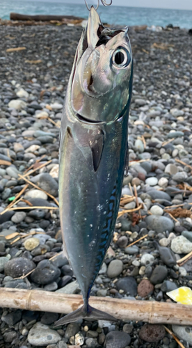 ソウダガツオの釣果