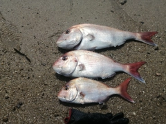 マダイの釣果