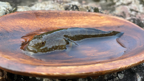 ヌマチチブの釣果