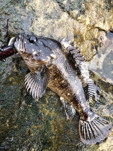 ムラソイの釣果