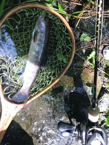 イワナの釣果