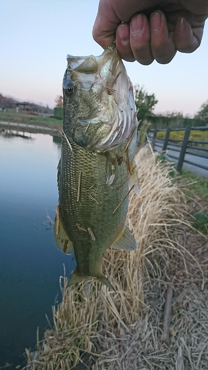 ブラックバス