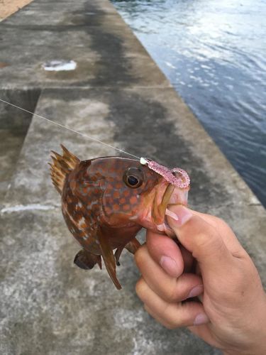 アコウの釣果