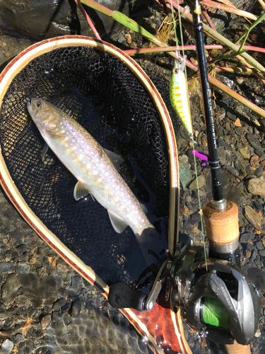 イワナの釣果