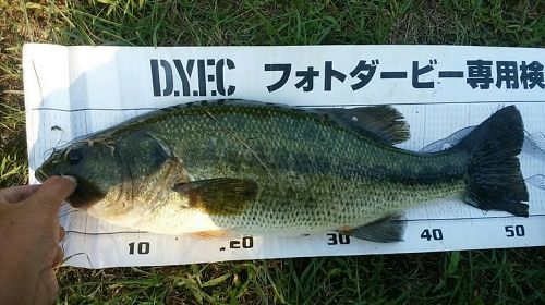 ブラックバスの釣果