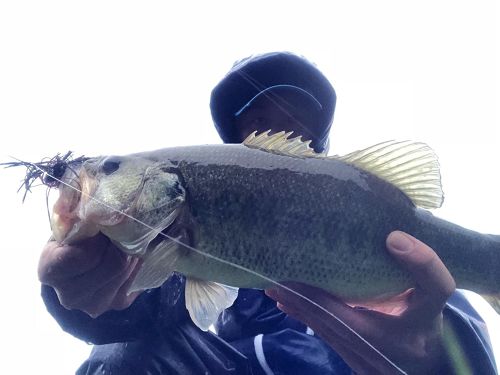 ブラックバスの釣果