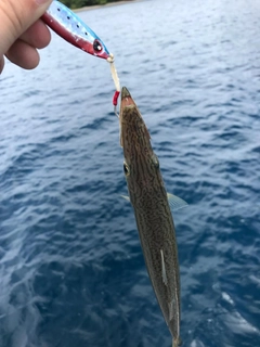 カマスの釣果