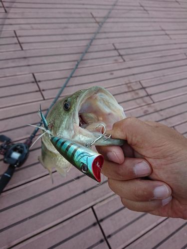 ブラックバスの釣果