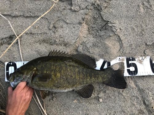 スモールマウスバスの釣果