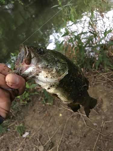 ラージマウスバスの釣果