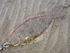 ヒラメの釣果