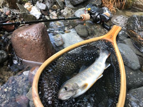 イワナの釣果