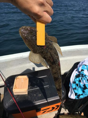 マゴチの釣果