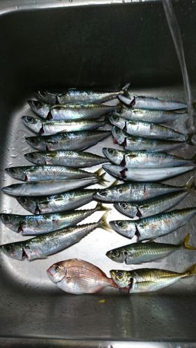 サバの釣果