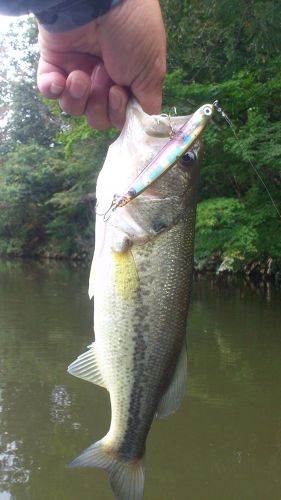 ブラックバスの釣果