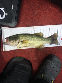 ラージマウスバスの釣果