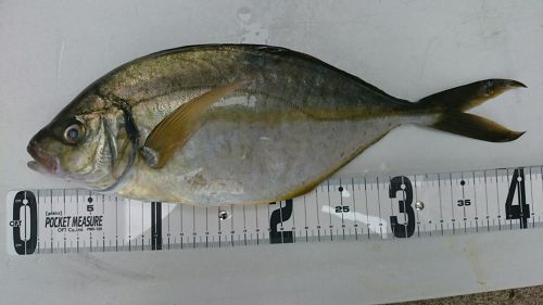 シマアジの釣果