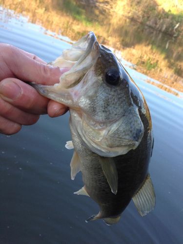 ラージマウスバスの釣果