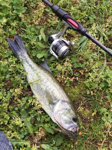 ブラックバスの釣果