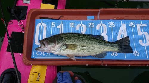 ブラックバスの釣果