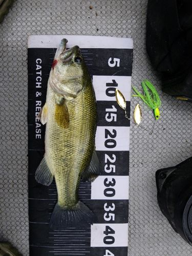 ブラックバスの釣果