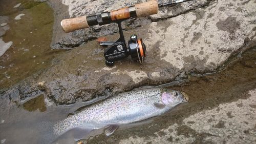 ニジマスの釣果