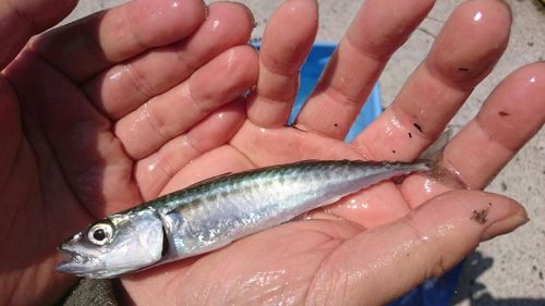 サバの釣果