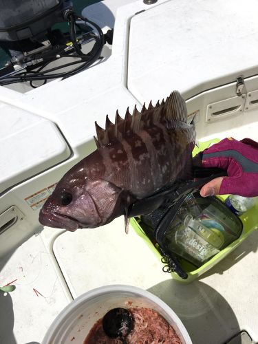 マハタの釣果