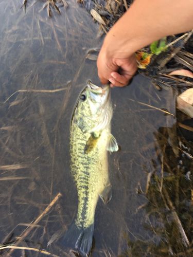 ラージマウスバスの釣果