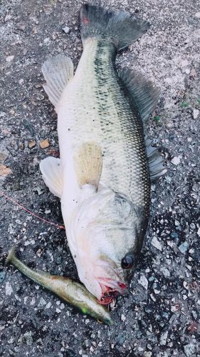 ブラックバスの釣果