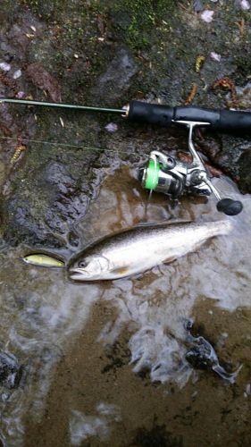 ヤマメの釣果