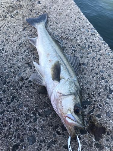 フッコ（マルスズキ）の釣果