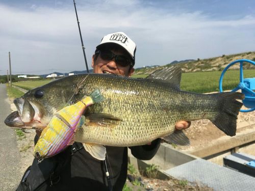 ブラックバスの釣果