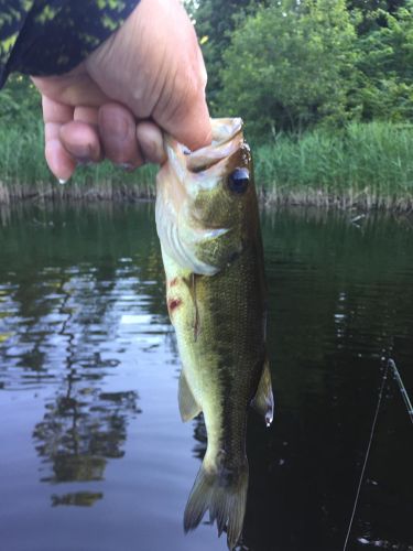 ブラックバスの釣果