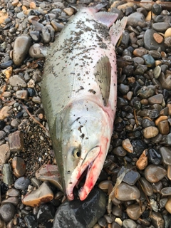 カラフトマスの釣果