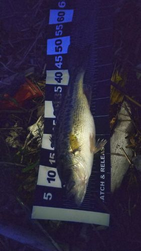 ブラックバスの釣果