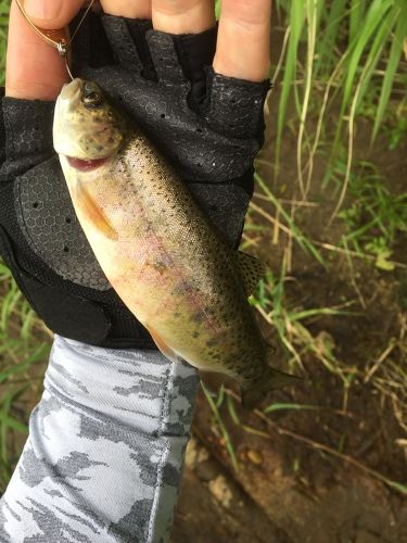 ニジマスの釣果