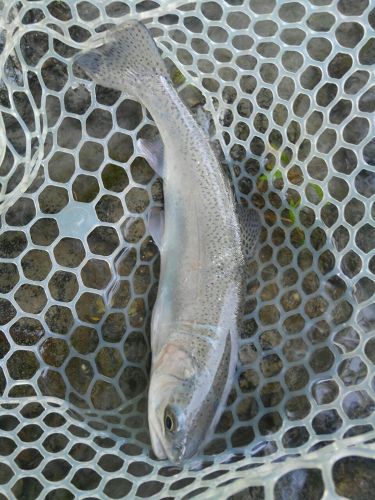 ニジマスの釣果