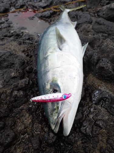 ブリの釣果