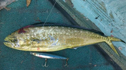 シイラの釣果