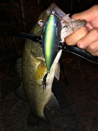 ブラックバスの釣果