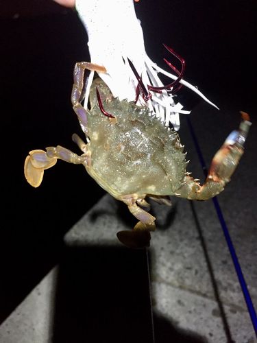 ワタリガニの釣果